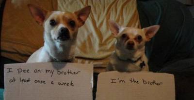 26 Guilty Dogs Being Publicly Shamed For Their Mischief