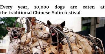 Chinese Woman Travels 1,500 Miles And Pays $1,100 To Save 100 Dogs From Dog-Eating Festival
