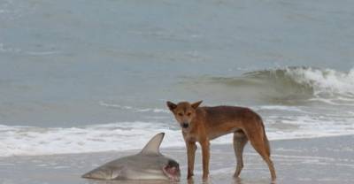 37 Pictures That Prove Australia Is The Craziest Place To Live