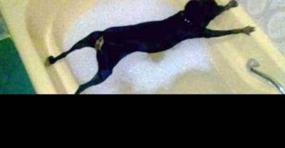 Dammit Human! No! I Don't Like The Water!