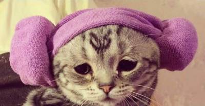 Cats Can Be Sad Too And This Article Is Proof