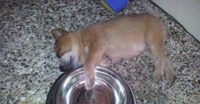 These Pets All Have Their Own Hilarious Reaction To Dinnertime