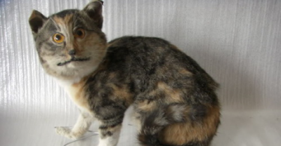 When Taxidermy Goes Wrong In Every Possible NIGHTMARISH Ways!!!