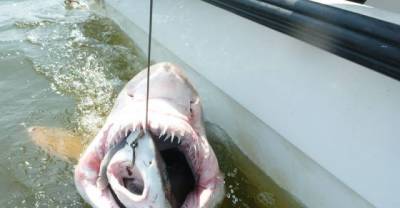 16 Weirdest Things Ever Found Inside A Shark's Stomach