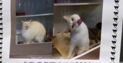 Sigmund the Shelter Cat Has Odd Tactics to Find His New Humans!