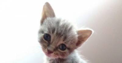 Kitten Was Found Blind But They Helped Him See!
