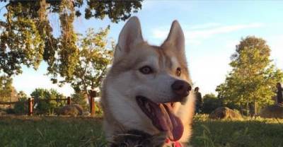 Husky Dog Mothers Rescue Kitten and Raises Her Like a Pup