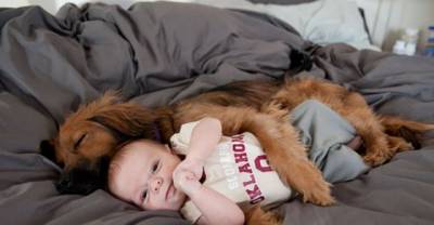 21 Things That Prove That Having A Dog Is Wonderful