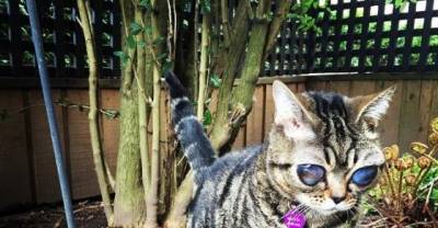 Matilda, A Mystery Cat With Alien Eyes Goes Viral On Instagram