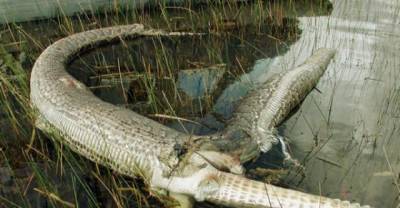 9 Snakes Who Chose Their Last Meals Poorly