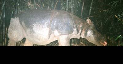 The 20 Most Endangered Animals In The World!