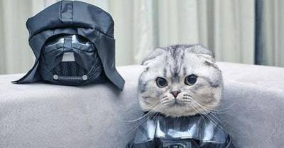The Cats Of Cosplay