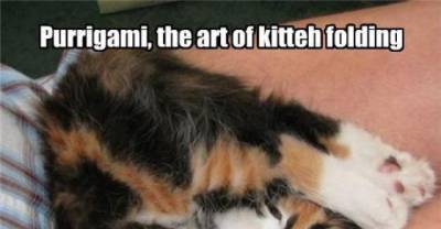 20 Pictures Of Cat's At Their Most Hilarious And Cutest Moments!