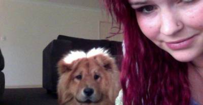 21 Dogs That Don't Appear To Be Dogs
