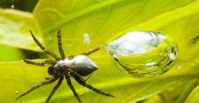 12 Totally Bizarre Things You Wouldn't Expect To Find Under Water