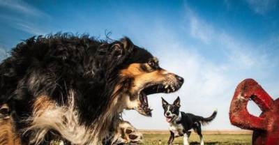 For Giant Dogs, It&rsquo;s All About Perspective