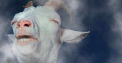 20 Animals Who Are High As F*ck