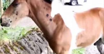 Baby Horse Born With Horse Shaped Birthmark Drives The Internet Wild