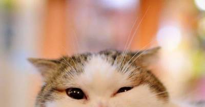 27 Pictures Of Adorable Animals That Will Cheer You Up