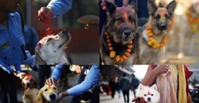 Festival In Nepal Every Year Thanks Dogs For Being Our Friends