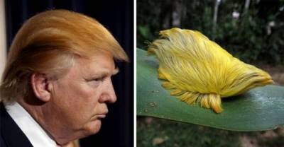 15 Things That Look Just Like Donald Trump