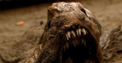 The 25 Creepiest-Looking Animals In The World. Hello, Nightmares!