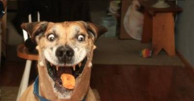 10 Insanely Stupid Reasons People Have Called 911