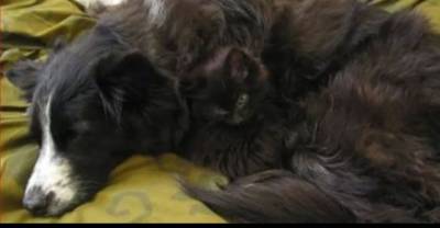 Bet You Can&rsquo;t Find All 18 Of These Expertly Camouflaged Cats!