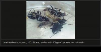 23 Failed Attempts At Drug Smuggling