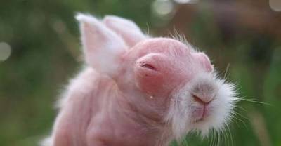 Can You Recognize These 15 Animals Without Their Hair?