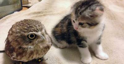 This Kitten Just Met This Baby Owl, And What Happened Next Is Too Much For Words.