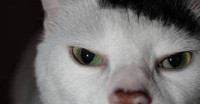 The Most Unusual Fur Patterns Found On Animals