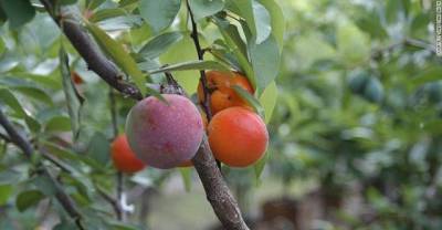 Art Professor Grows Trees That Can Bear 40 Types Of Fruit
