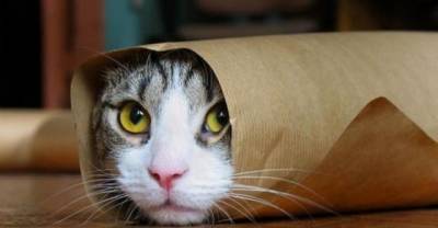 31 Unlucky Cats Whose Curiosity Has Gotten Them Completely Stuck