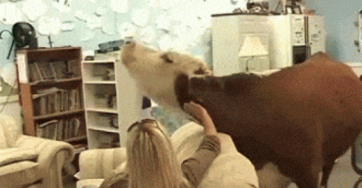 15 Animals That Aren't Dogs, But Totally Want To Be Man's Best Friend