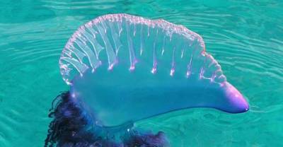 This Animal Will Baffle Your Mind And Haunt Your Nightmares!