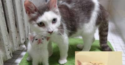 Rescue Momma Cat And Her Babies Help A Teeny Motherless Kitten
