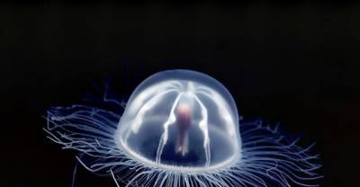 Check Out The 15 Most Dangerous Animals In The World!