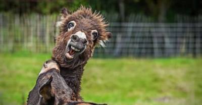 Wild And Cute Animals Can Be Funnier Than Humans Sometimes!