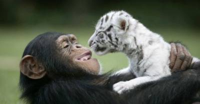 13 Inter-Species Animal Hugs That Prove Love Is Blind
