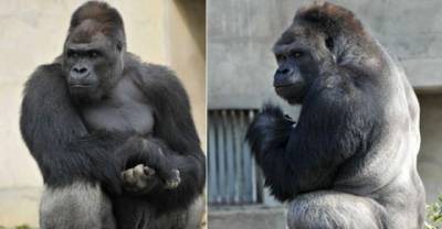 Hunky Ape Has Japanese Women Swooning To Zoo