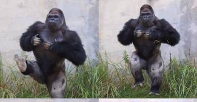 This Handsome Gorilla Is Stealing The Hearts Of Women Around The Globe