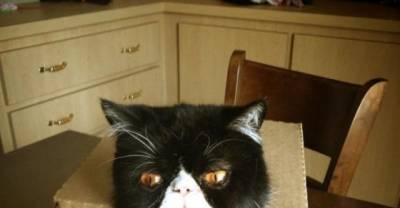 These 15 Cats Failed So Hilariously Hard LOL