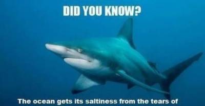 Ridiculously Hilarious Shark Memes!