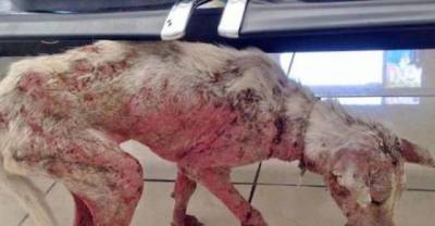 This Desperate Dog Jumped Into A Stranger's Car, And It Changed Her Life Forever
