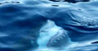 12 Terrifying Pictures That Will Make You Think Twice Before You Get Into The Water Again.