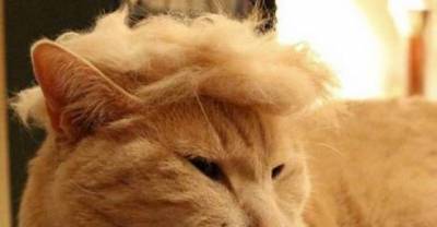 12 Cats With Donald Trump Style Toupees