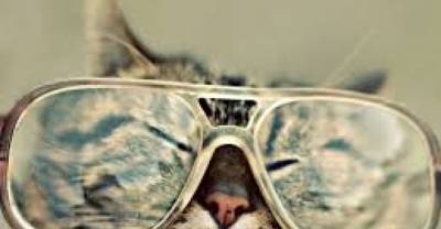 Hilarious Reasons Why A Cat Is Better Than A Dog