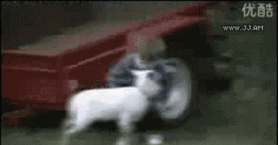 These Animals Are Enormous Jerks!