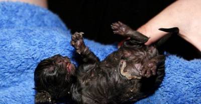 8 Living Things That Survived Being Flushed Down The Toilet!